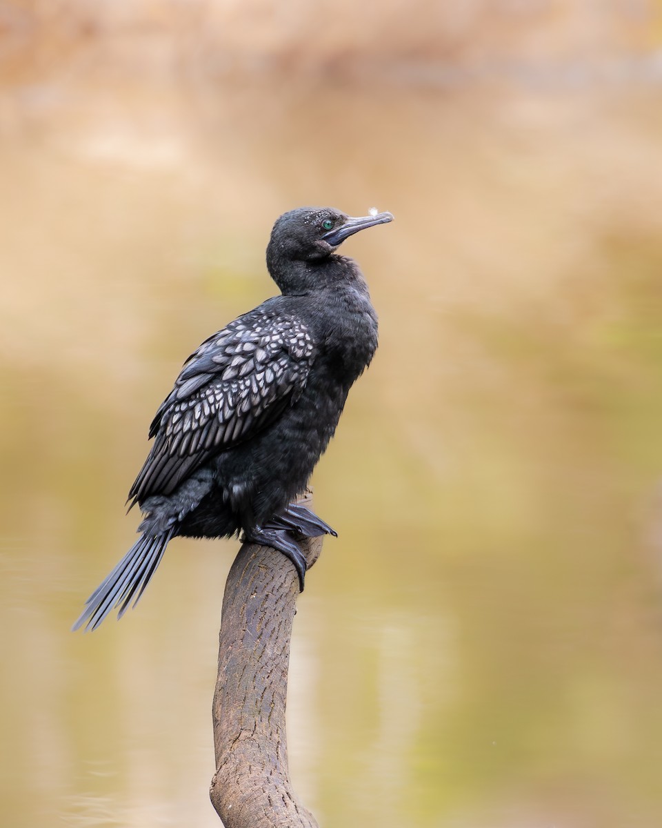 Little Black Cormorant - ML622599061