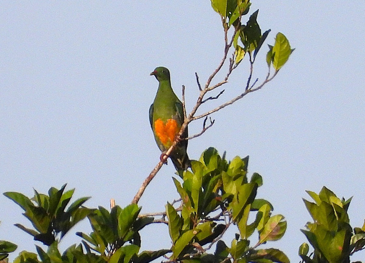 Ptilope à ventre orange - ML622599066