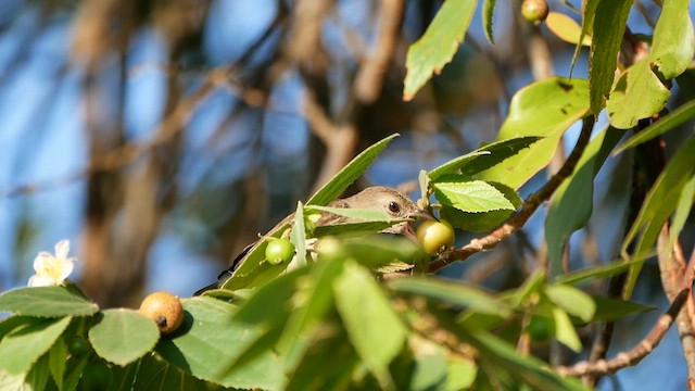Pale-billed Flowerpecker - ML622599068