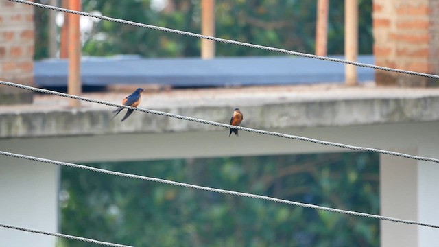 Sri Lanka Swallow - ML622599135