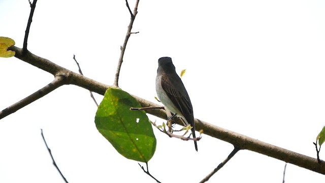 Asian Brown Flycatcher - ML622599299