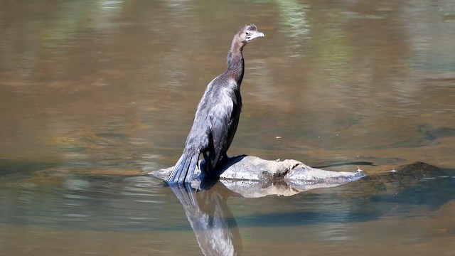 Little Cormorant - ML622599321