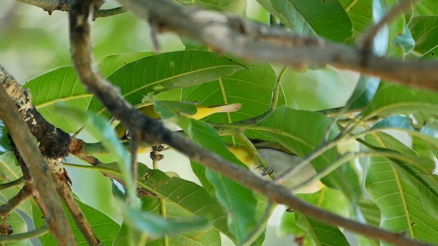 Indian White-eye - ML622599378