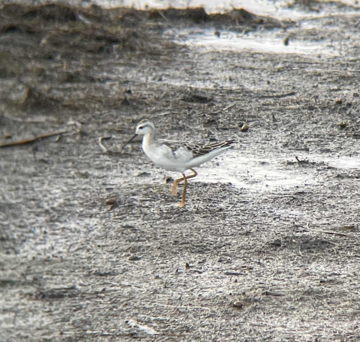 Wilson's Phalarope - ML622599567