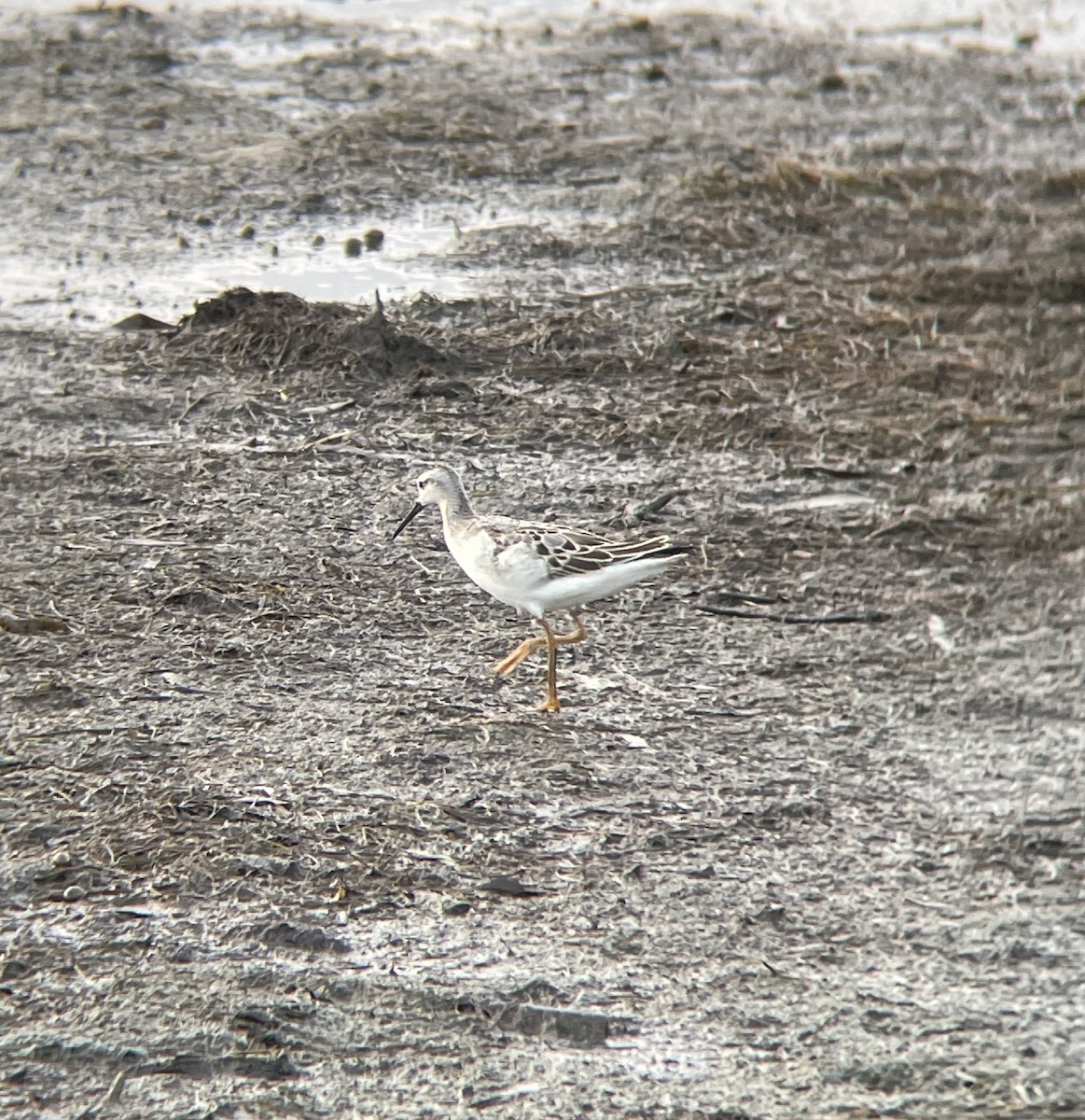 Wilson's Phalarope - ML622599568