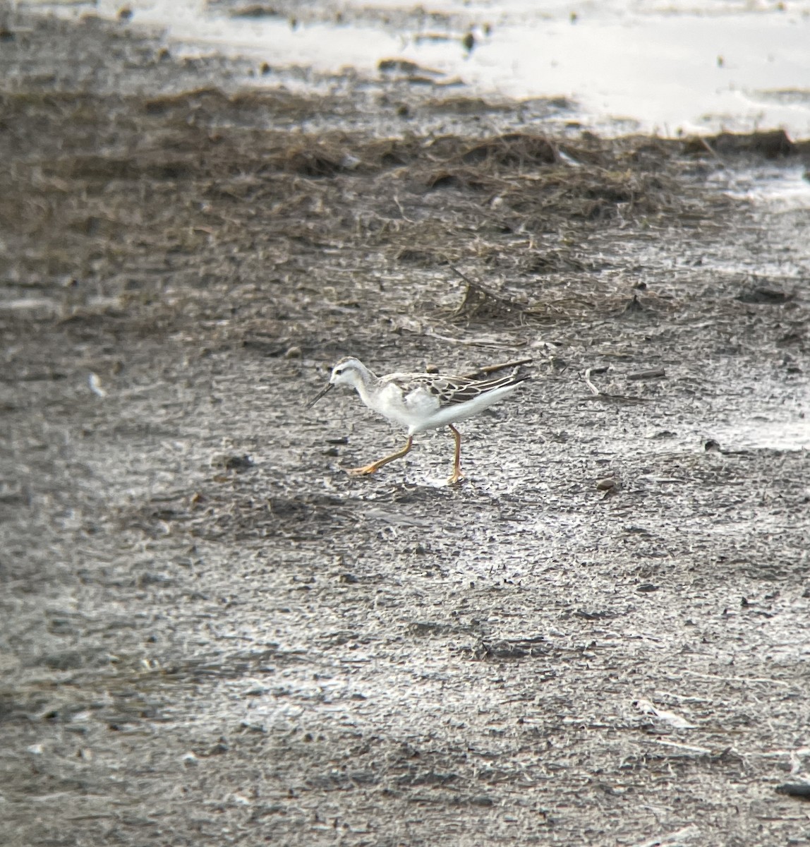 Wilson's Phalarope - ML622599569