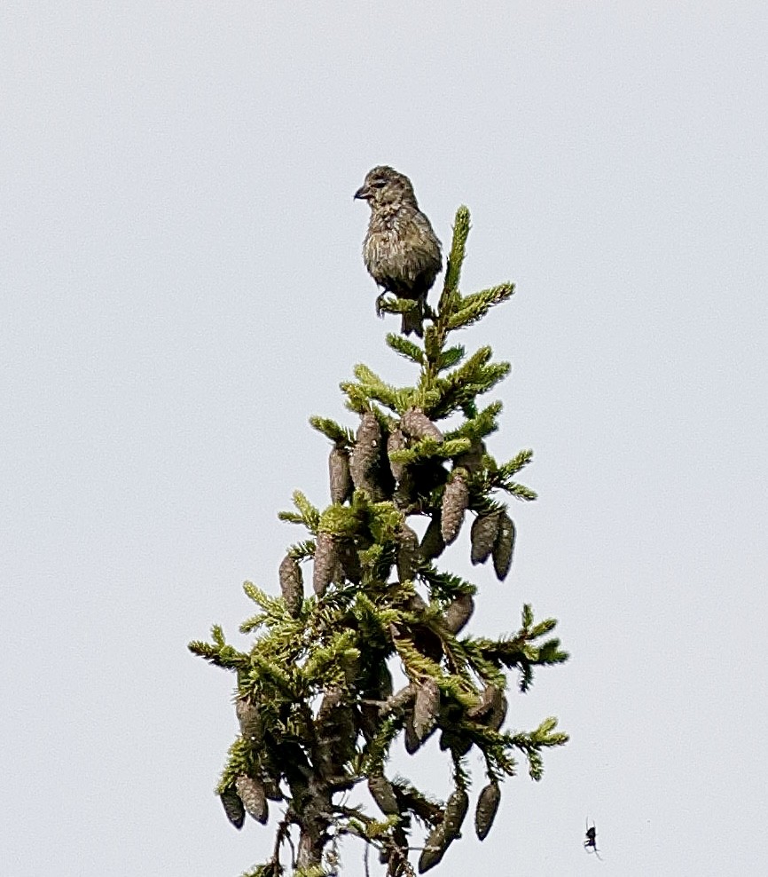 Red Crossbill - ML622599585