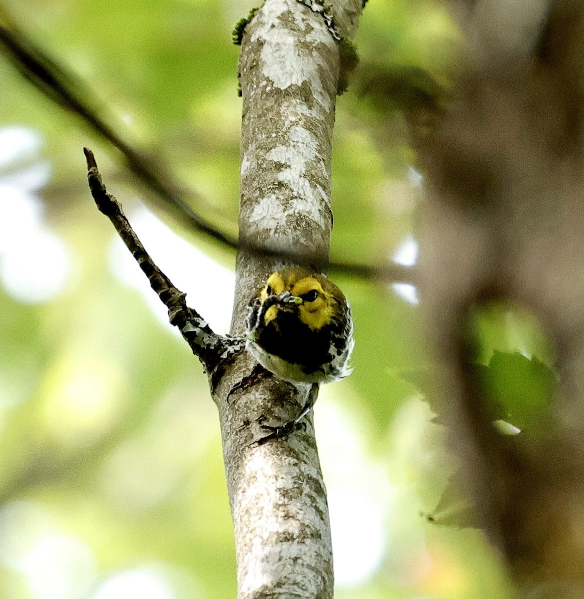 Black-throated Green Warbler - ML622599587