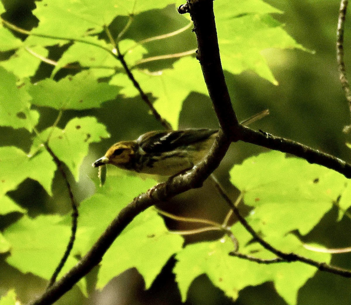 Black-throated Green Warbler - ML622599588