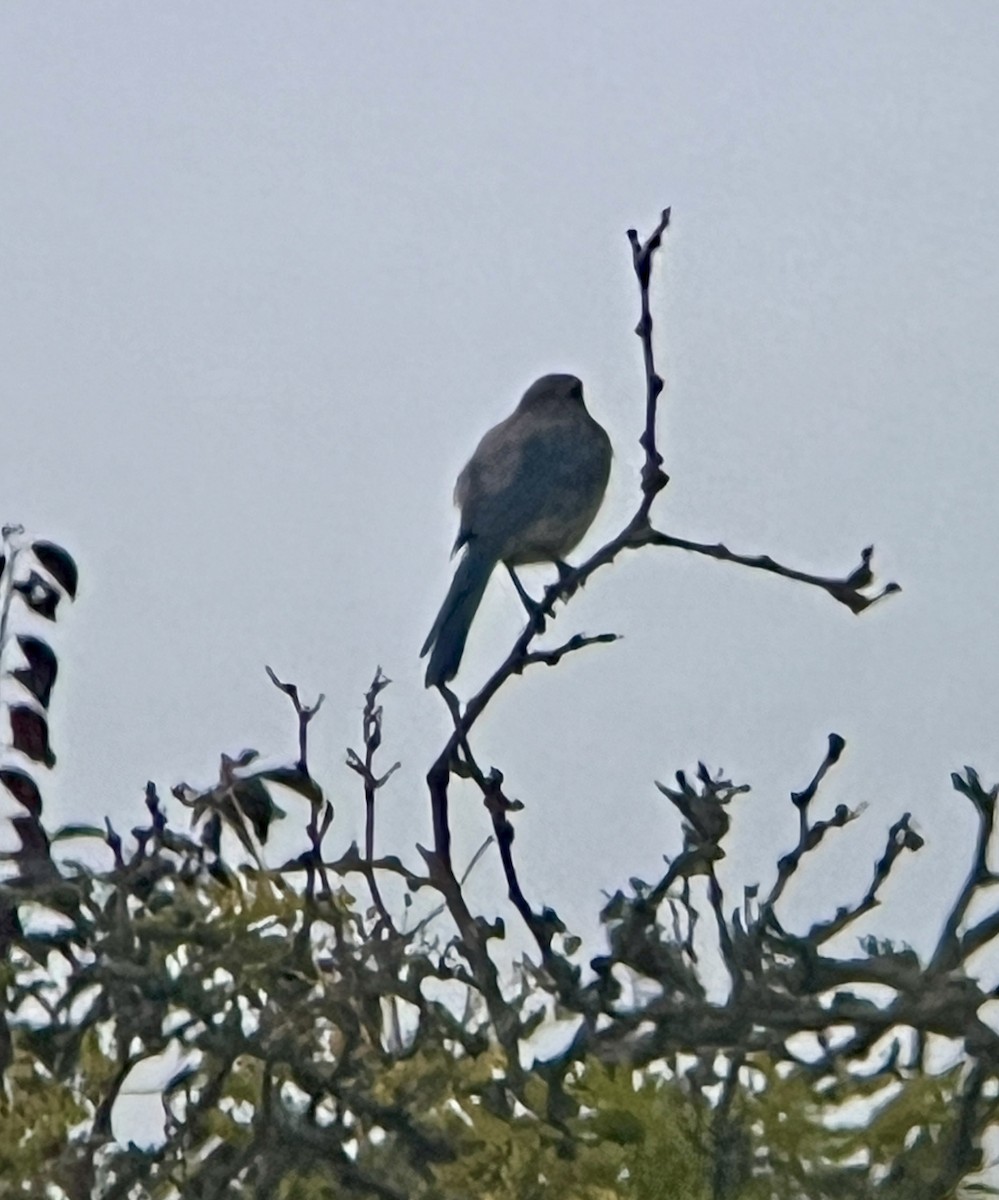 California Scrub-Jay - ML622599596