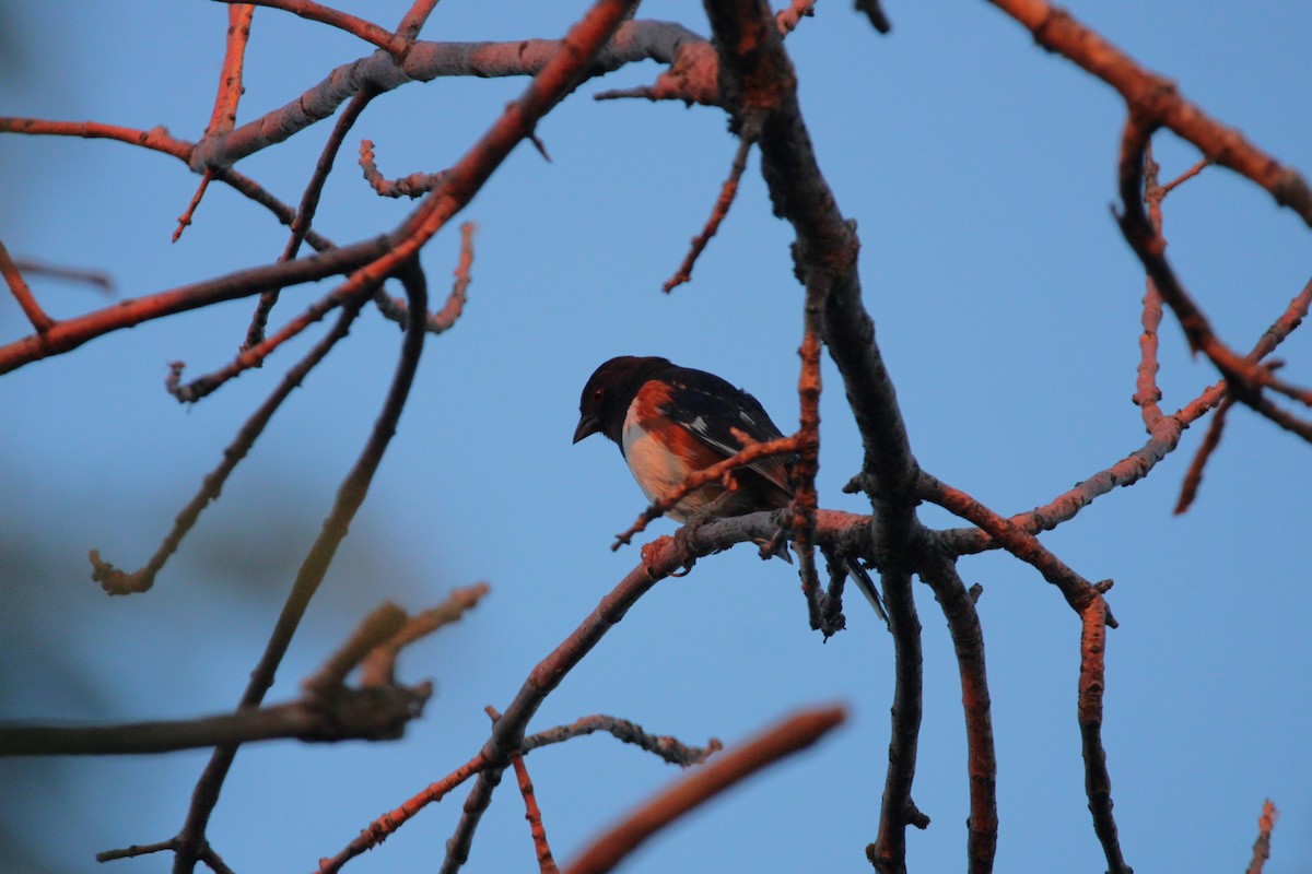 Eastern Towhee - ML622599608