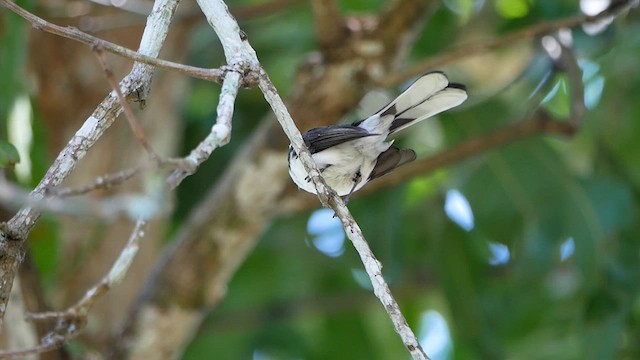 White-browed Fantail - ML622599618