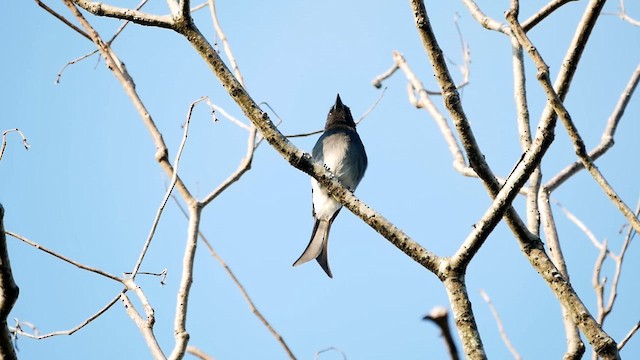 White-bellied Drongo - ML622599647