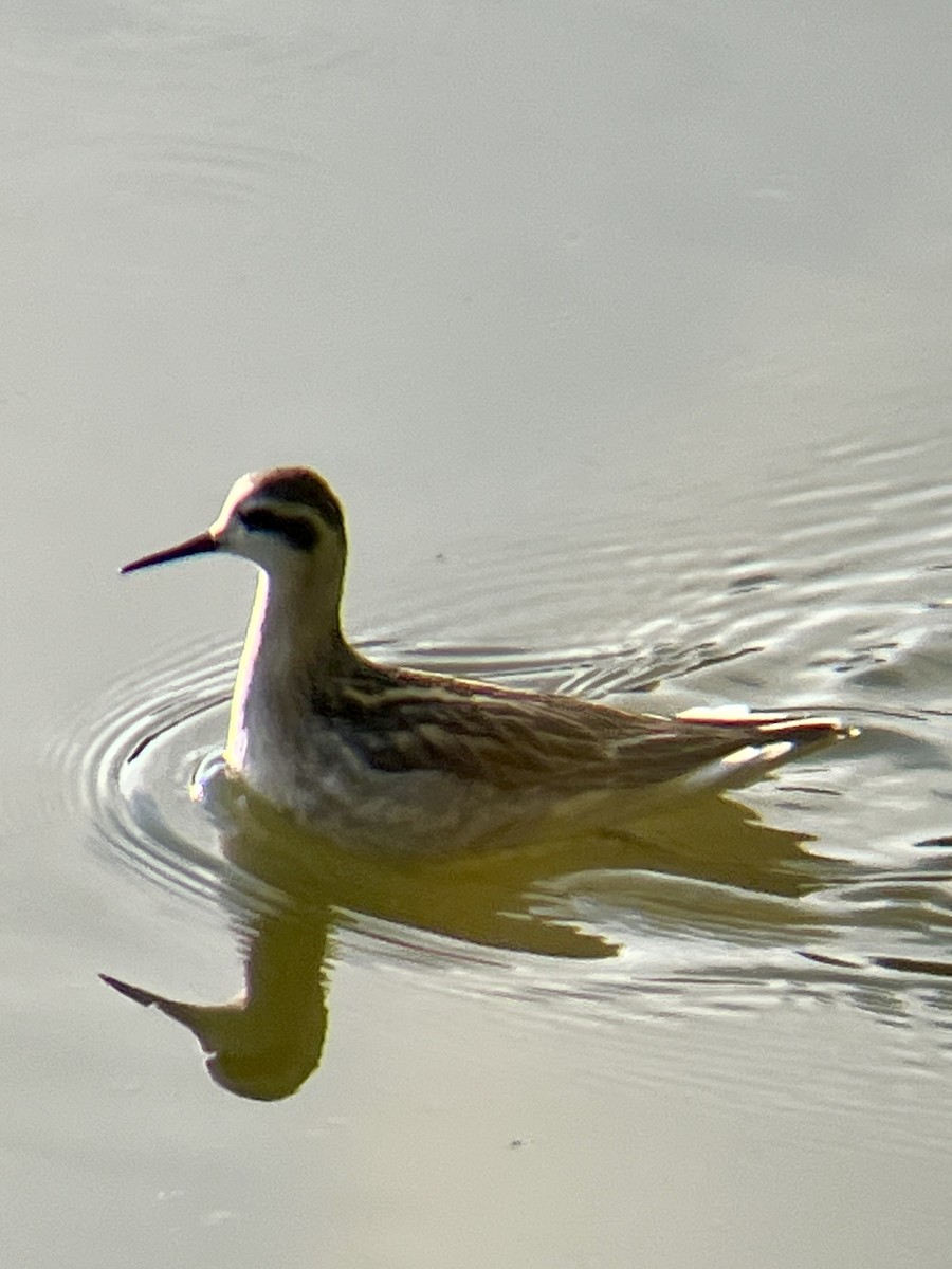 Red-necked Phalarope - ML622599685