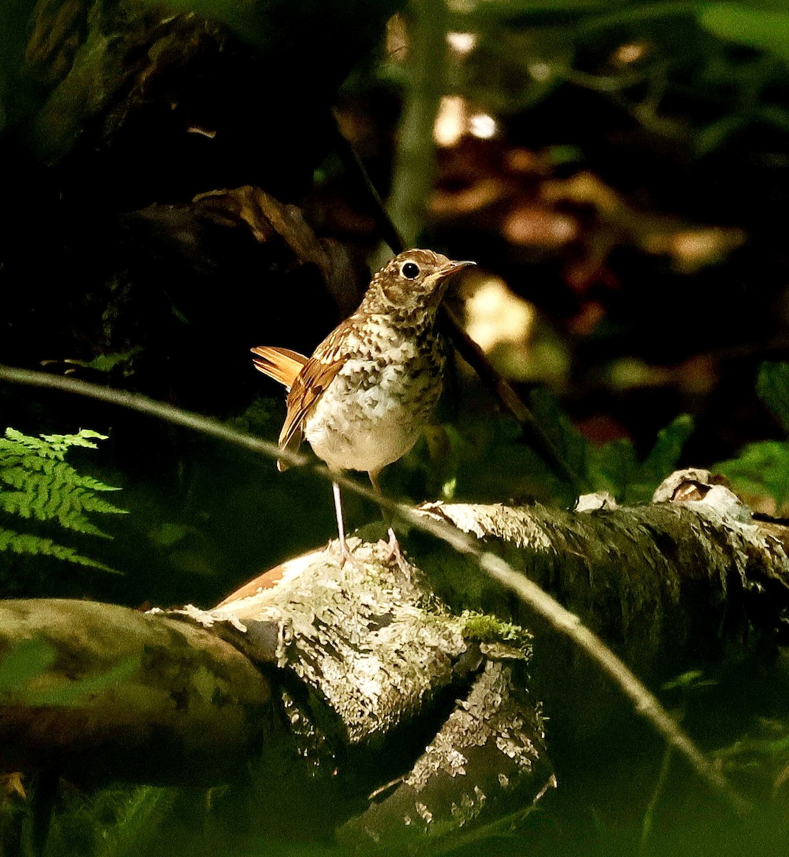 Hermit Thrush - ML622599751