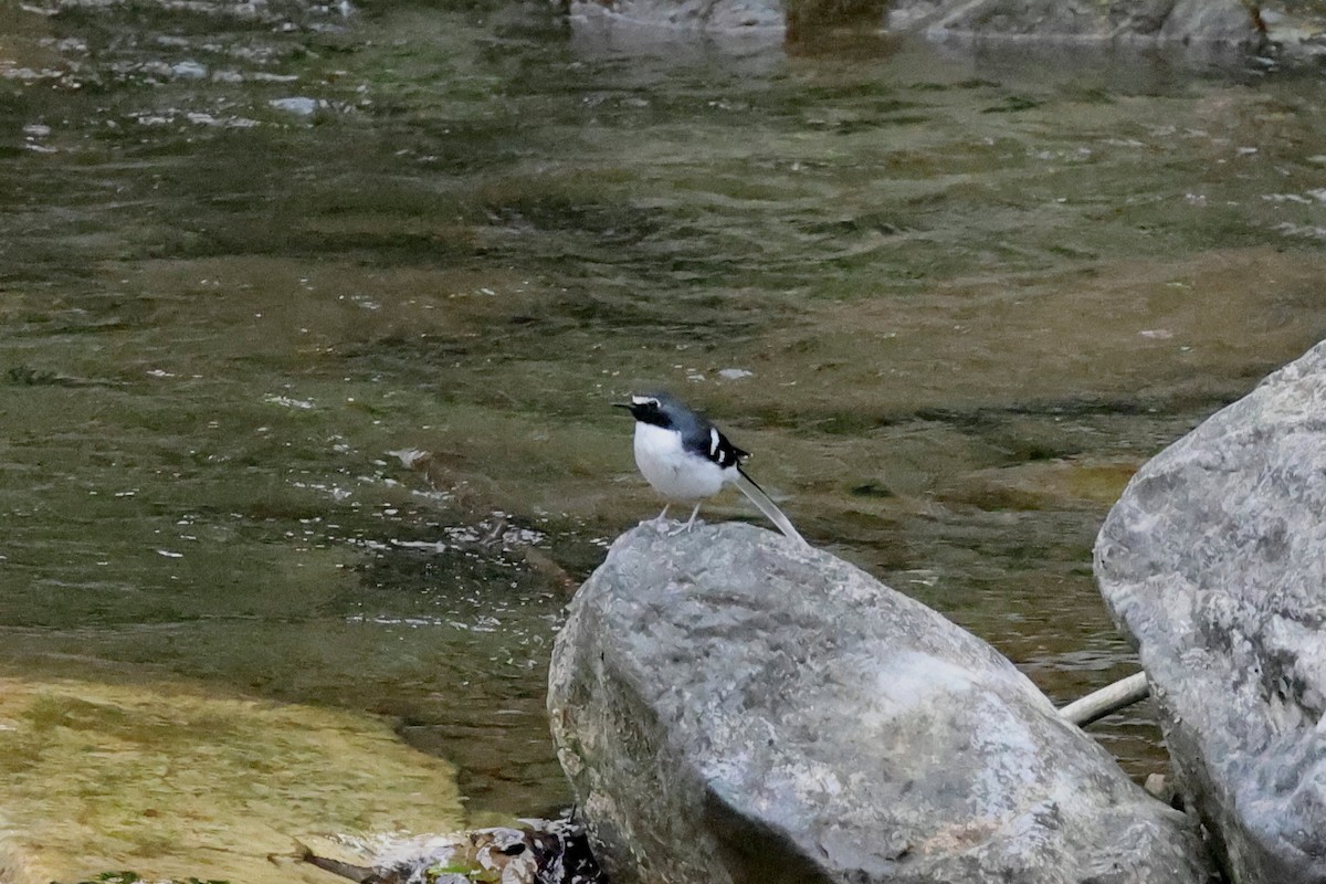 Slaty-backed Forktail - ML622599793