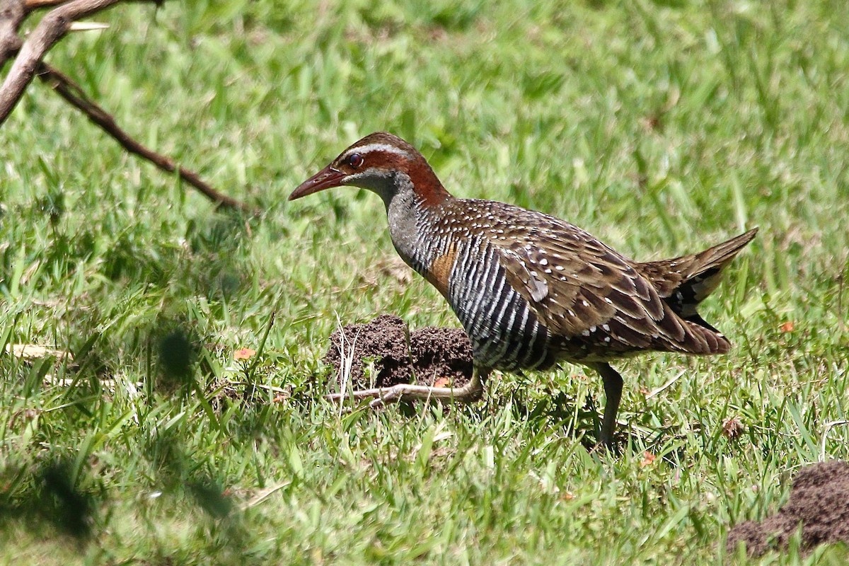 Buff-banded Rail - ML622599804