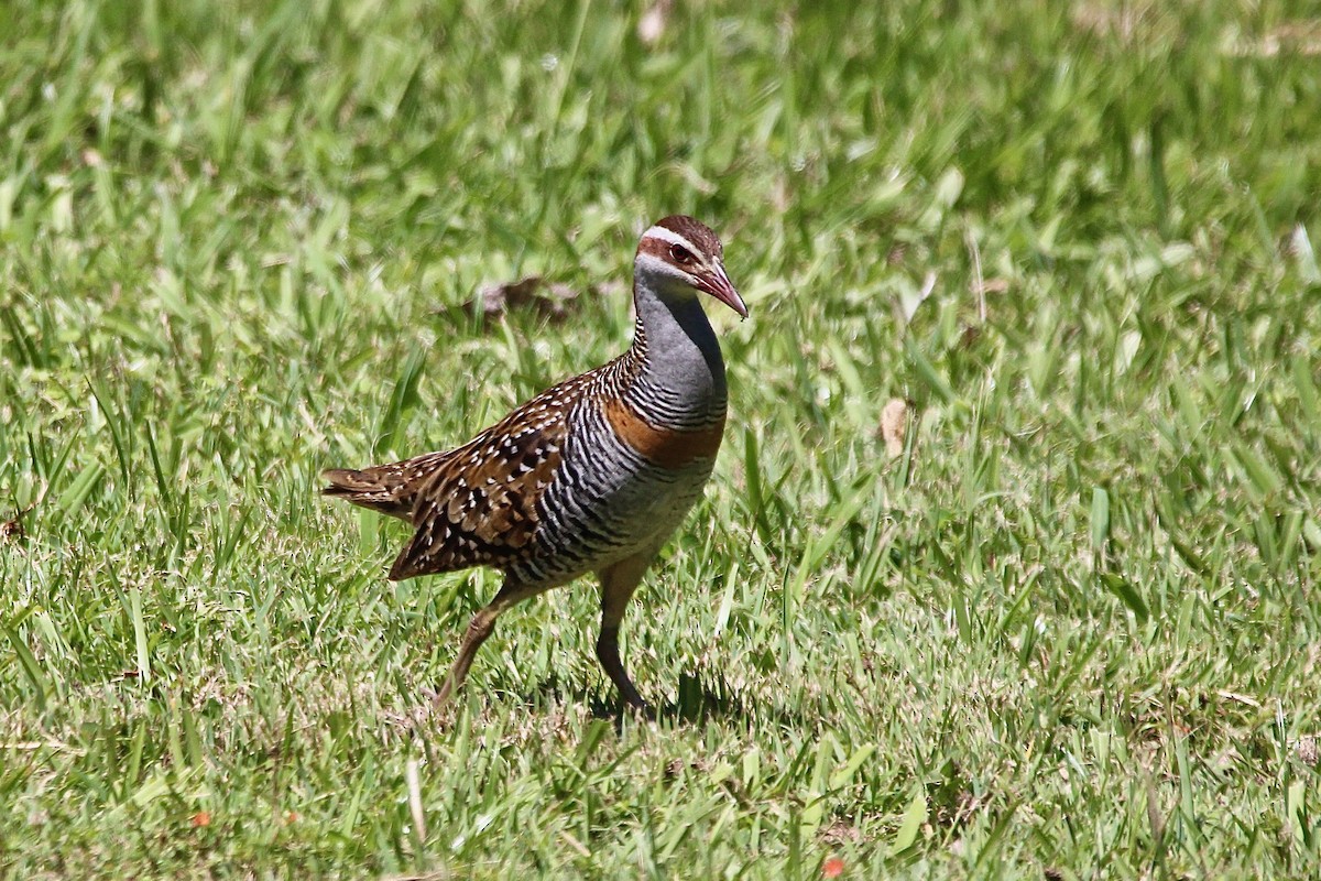 Buff-banded Rail - ML622599805