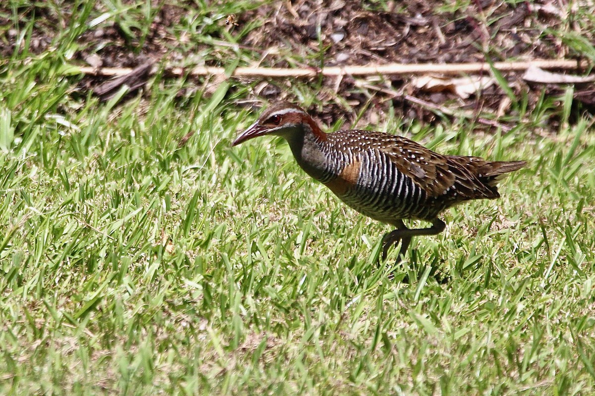 Buff-banded Rail - ML622599806