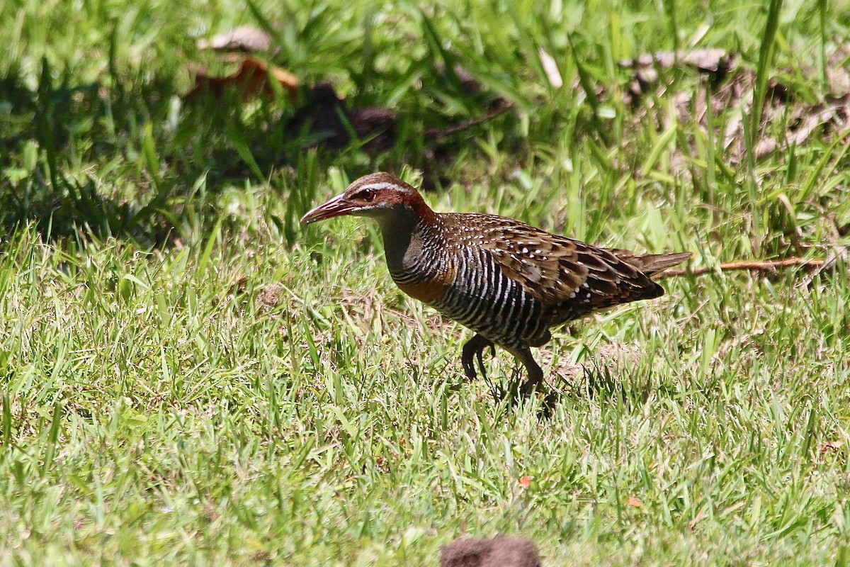 Buff-banded Rail - ML622599807