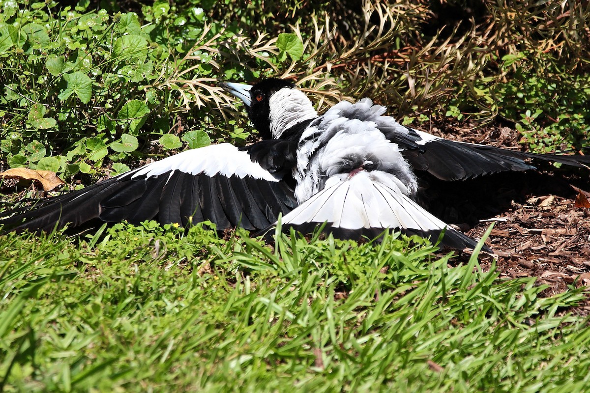 Australian Magpie (Black-backed) - ML622599848