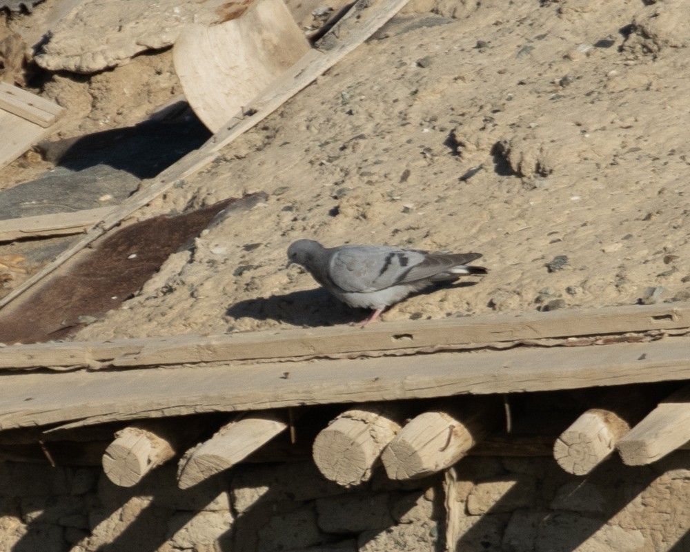 Hill Pigeon - ML622599854