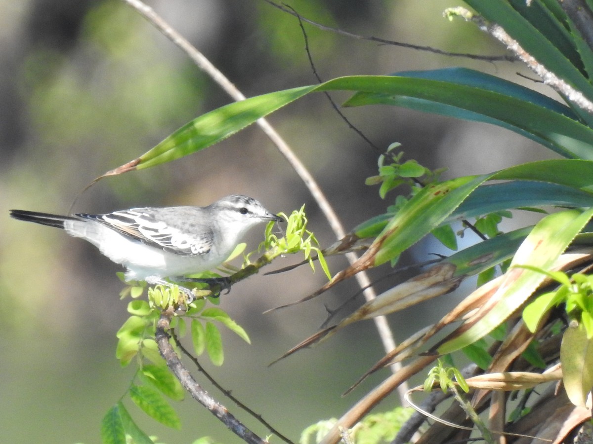 White-shouldered Triller - ML622599927