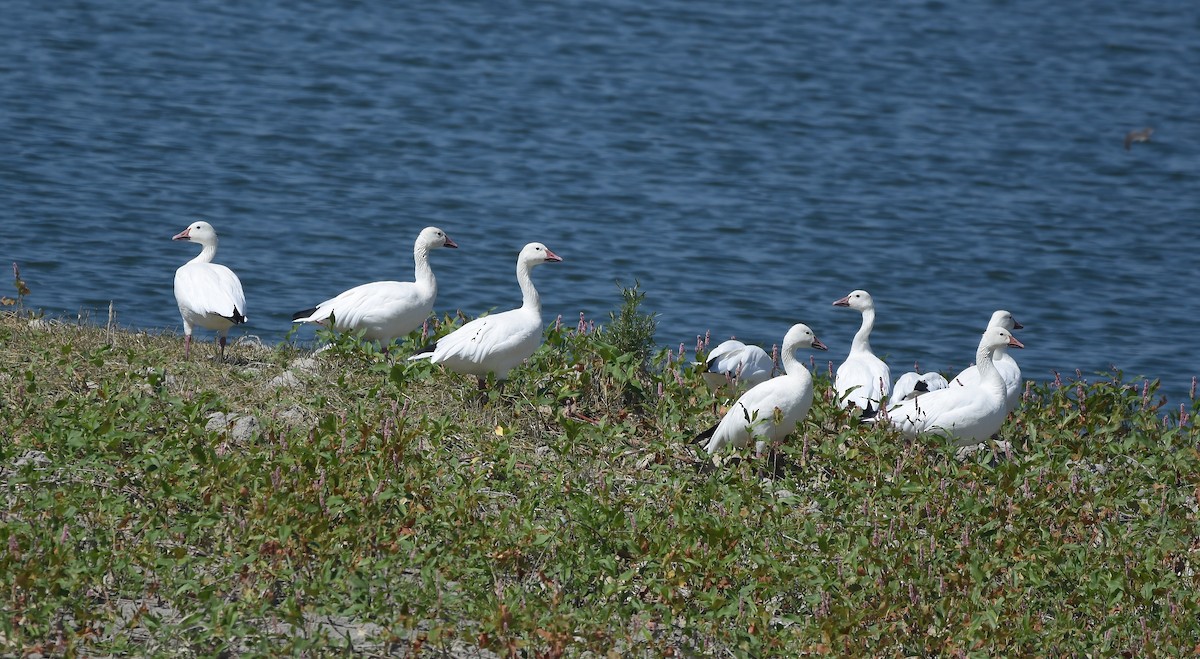 Snow Goose - ML622600041