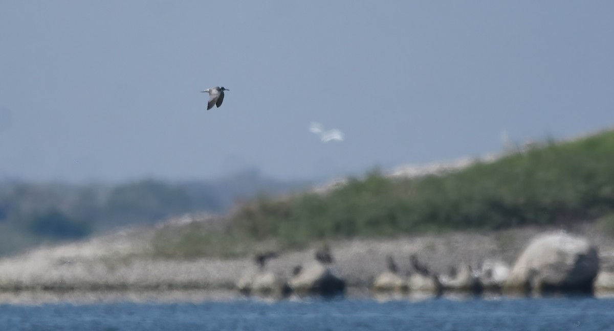 Black Tern - ML622600043