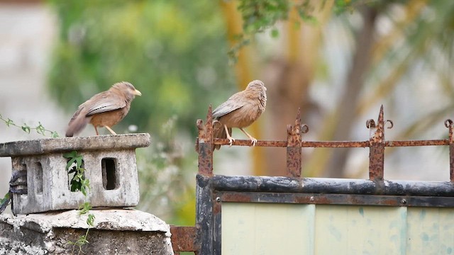 Yellow-billed Babbler - ML622600078