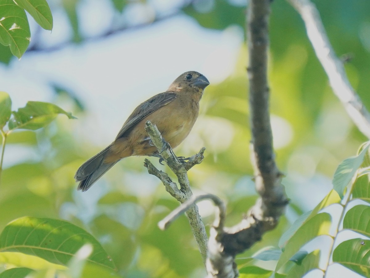 Large-billed Seed-Finch - ML622600109