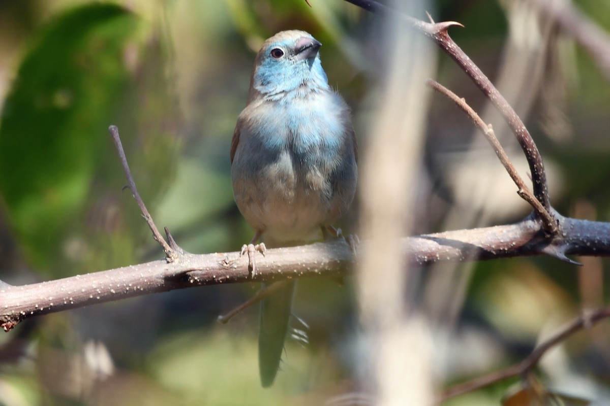 Azulito Angoleño - ML622600190