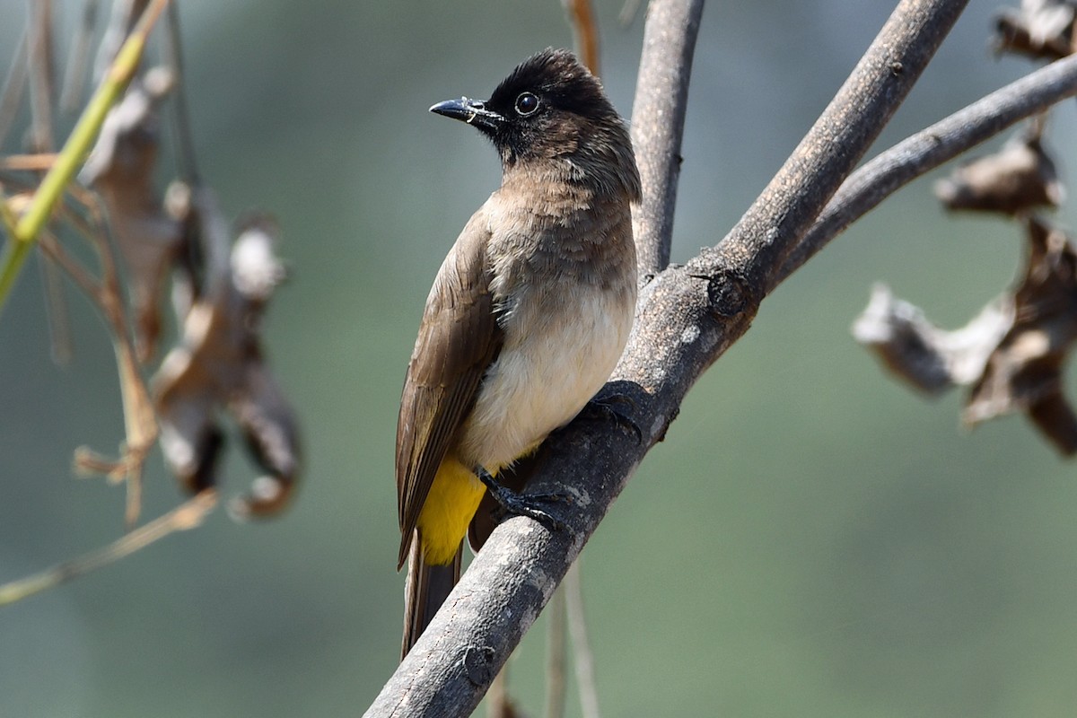 Common Bulbul (Dark-capped) - Steve Hawes