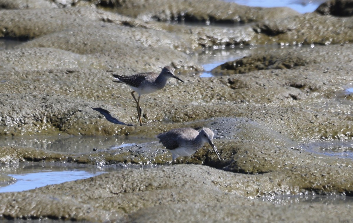 Lesser Yellowlegs - ML622600270