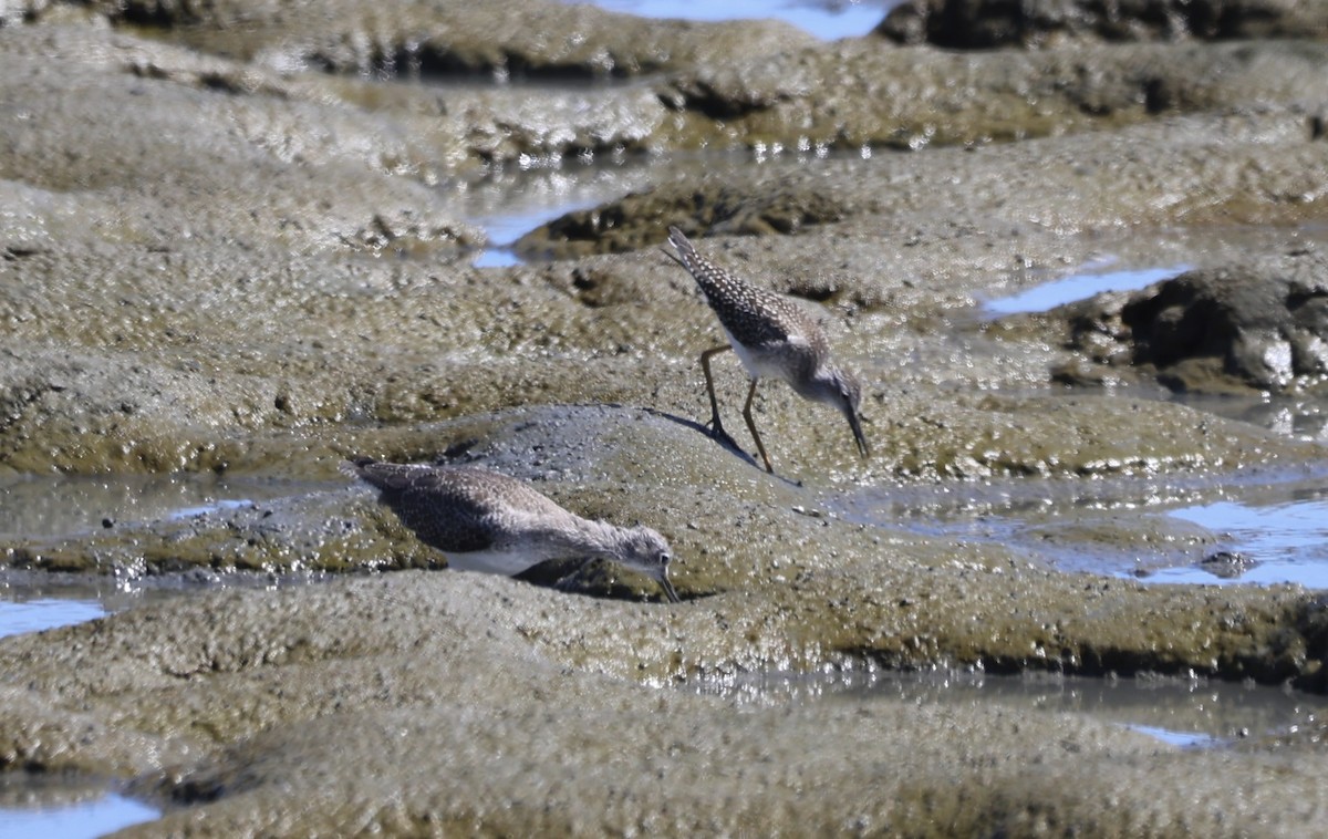 Lesser Yellowlegs - ML622600281