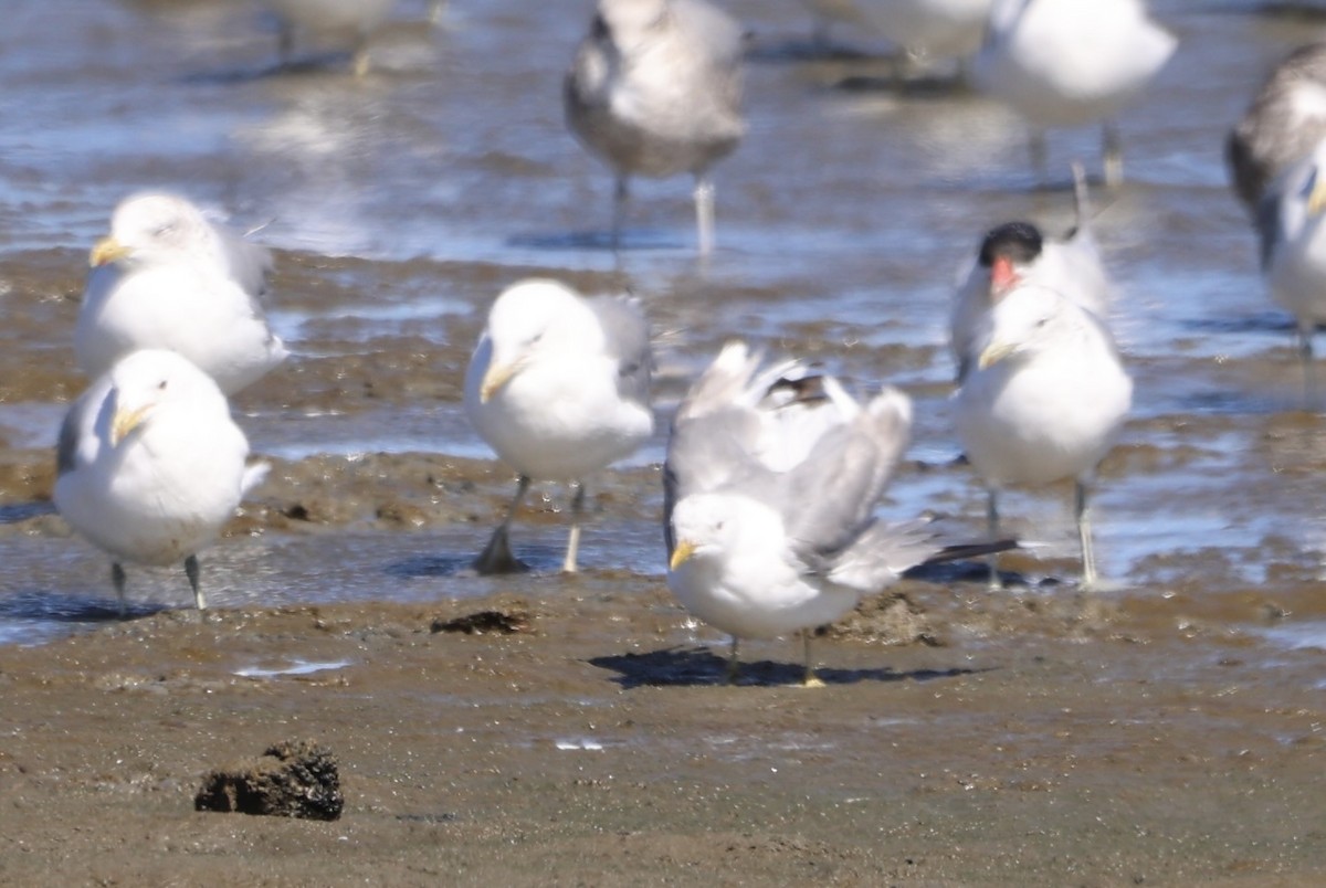 Short-billed Gull - ML622600298