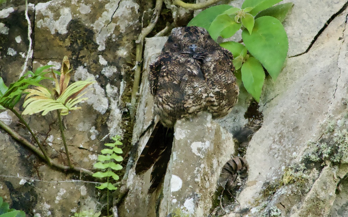 Leierschwanz-Nachtschwalbe - ML622600300