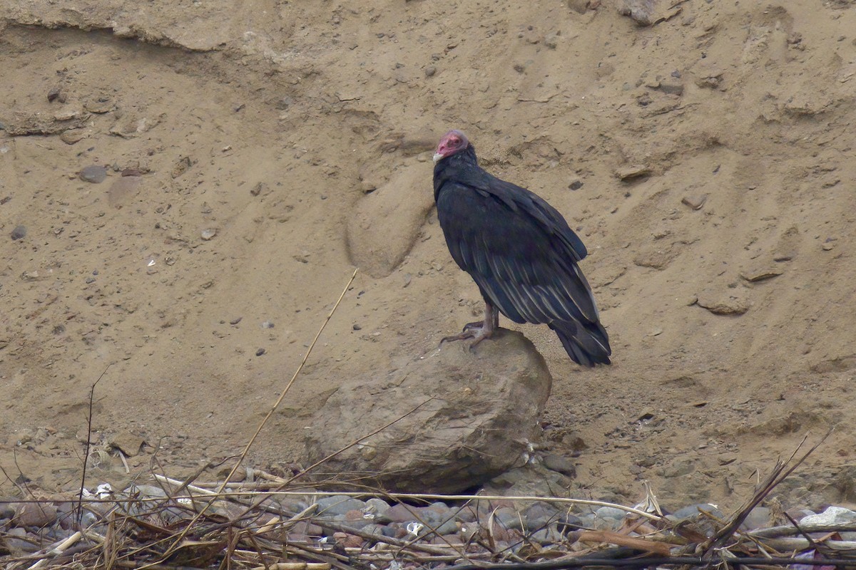 Turkey Vulture - ML622600330