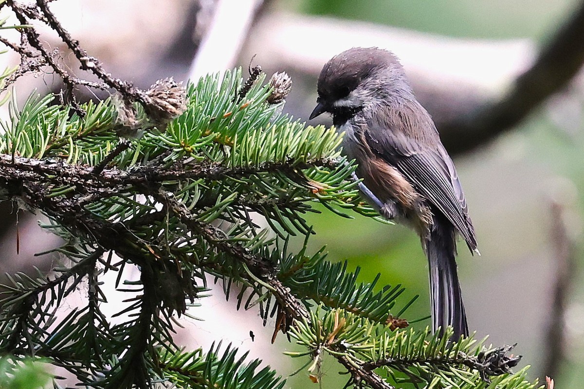 Boreal Chickadee - ML622600374