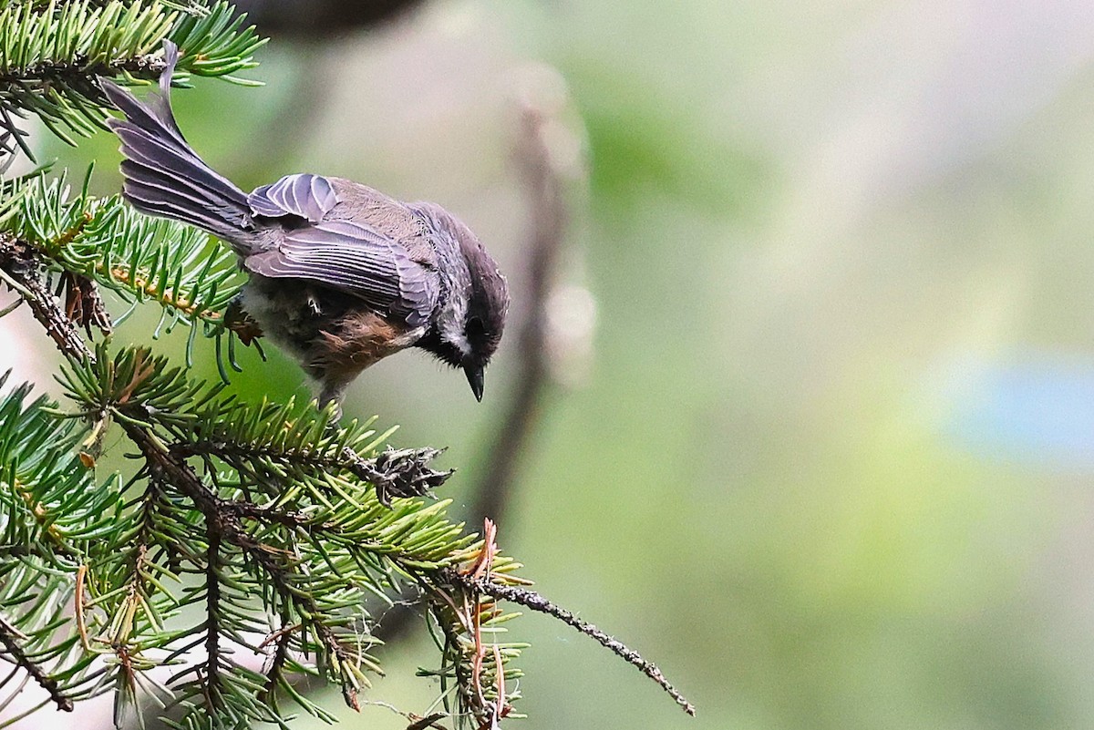 Boreal Chickadee - ML622600375