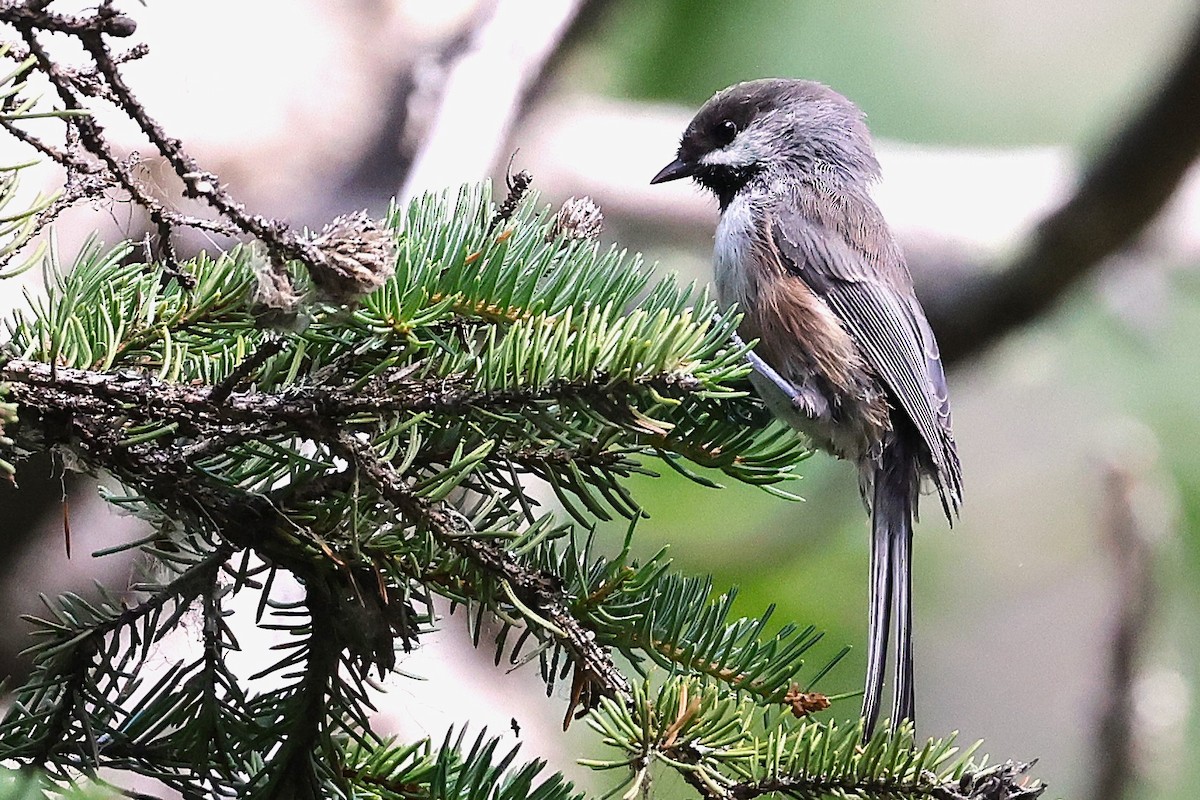 Boreal Chickadee - ML622600376