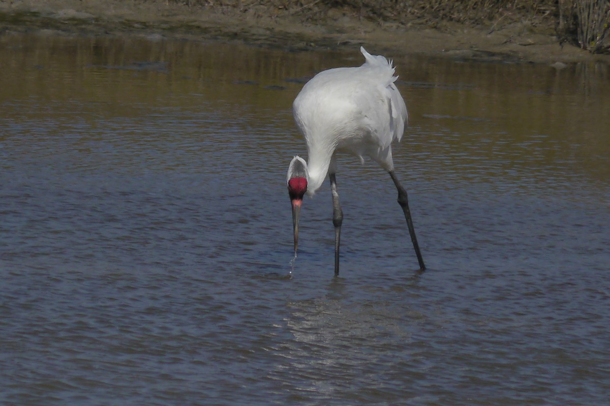 Whooping Crane - Grace Oliver