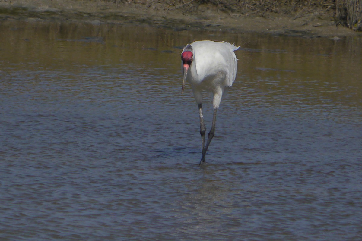 Whooping Crane - ML622600404