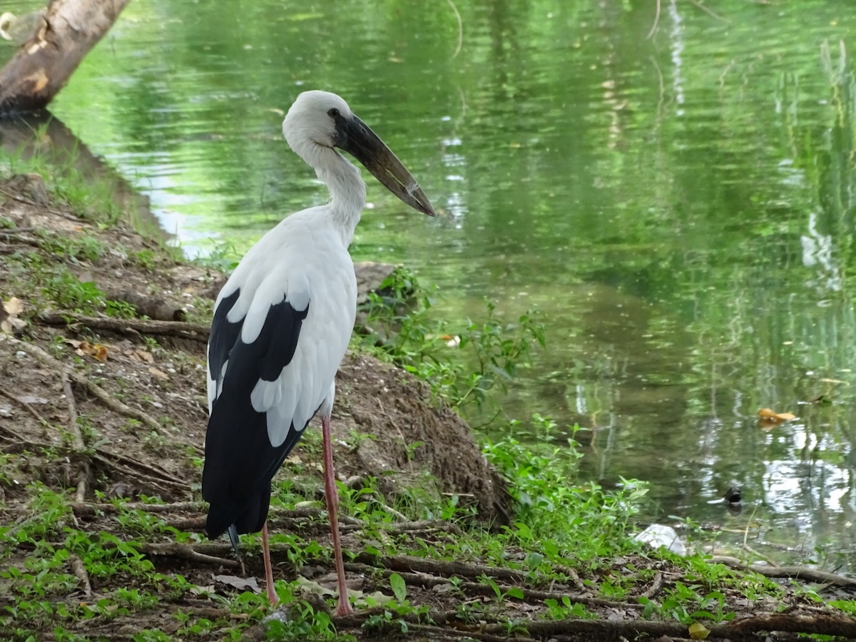 Asian Openbill - ML622600407