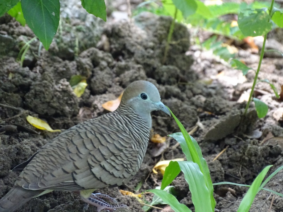 Zebra Dove - ML622600409