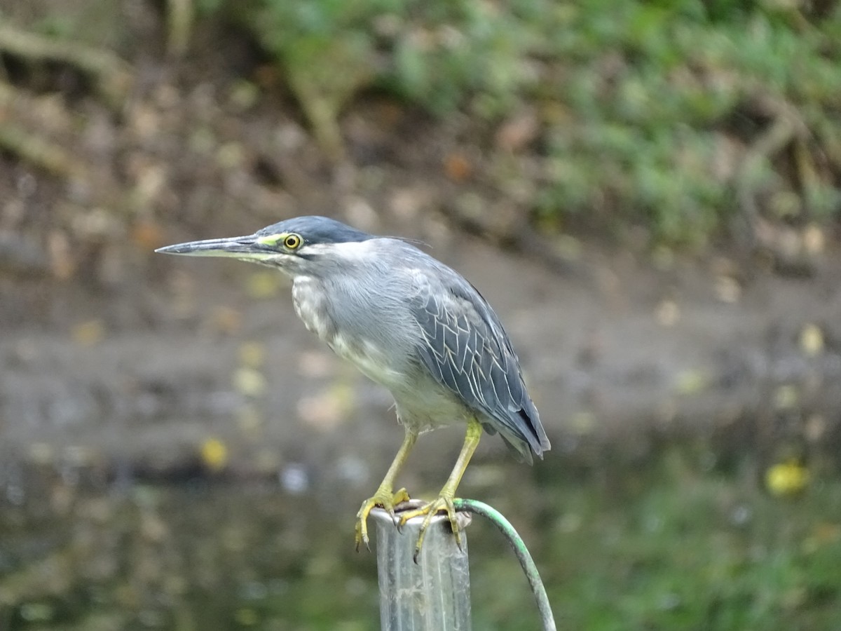 Striated Heron - ML622600414