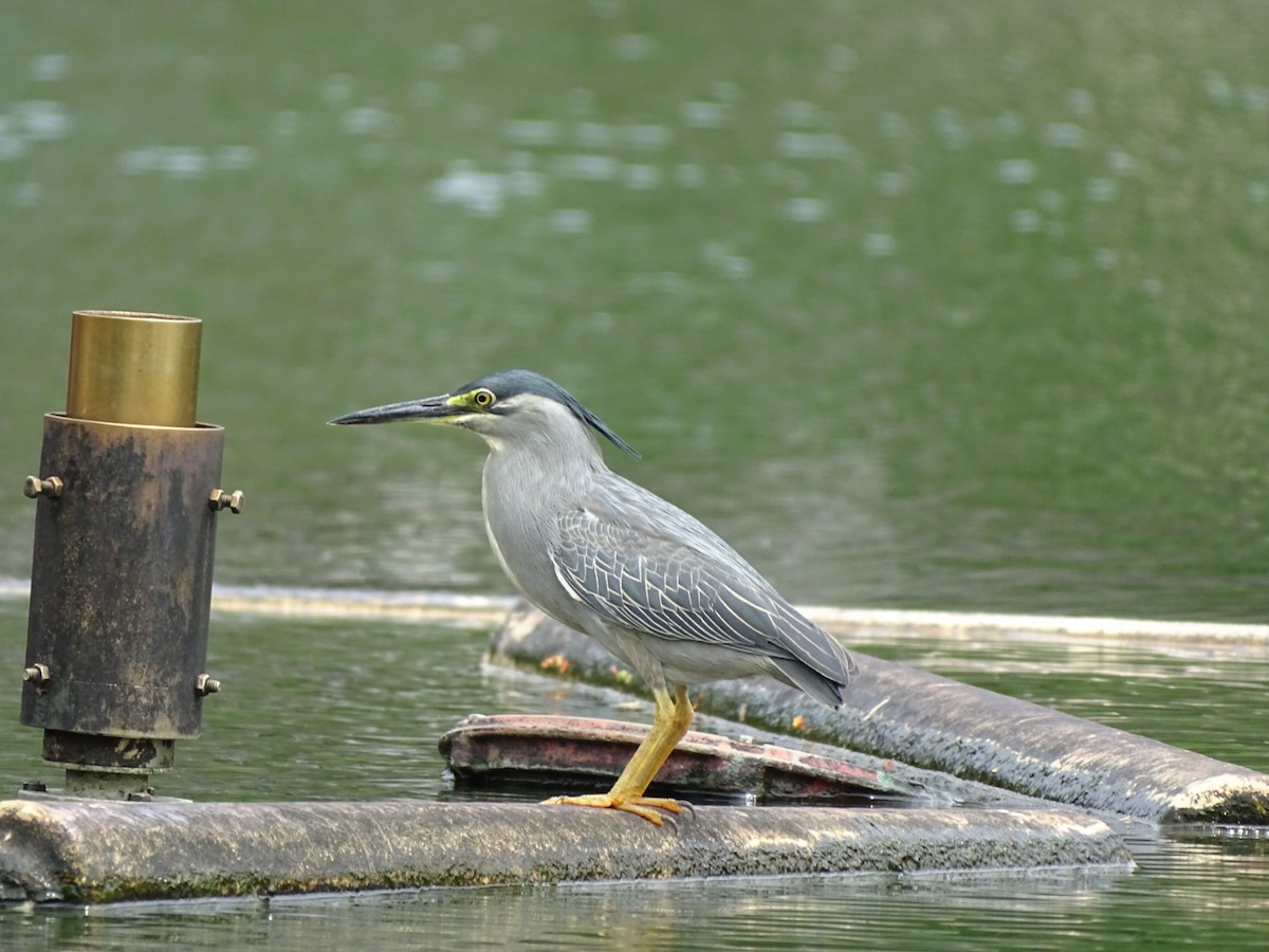 Striated Heron - ML622600416