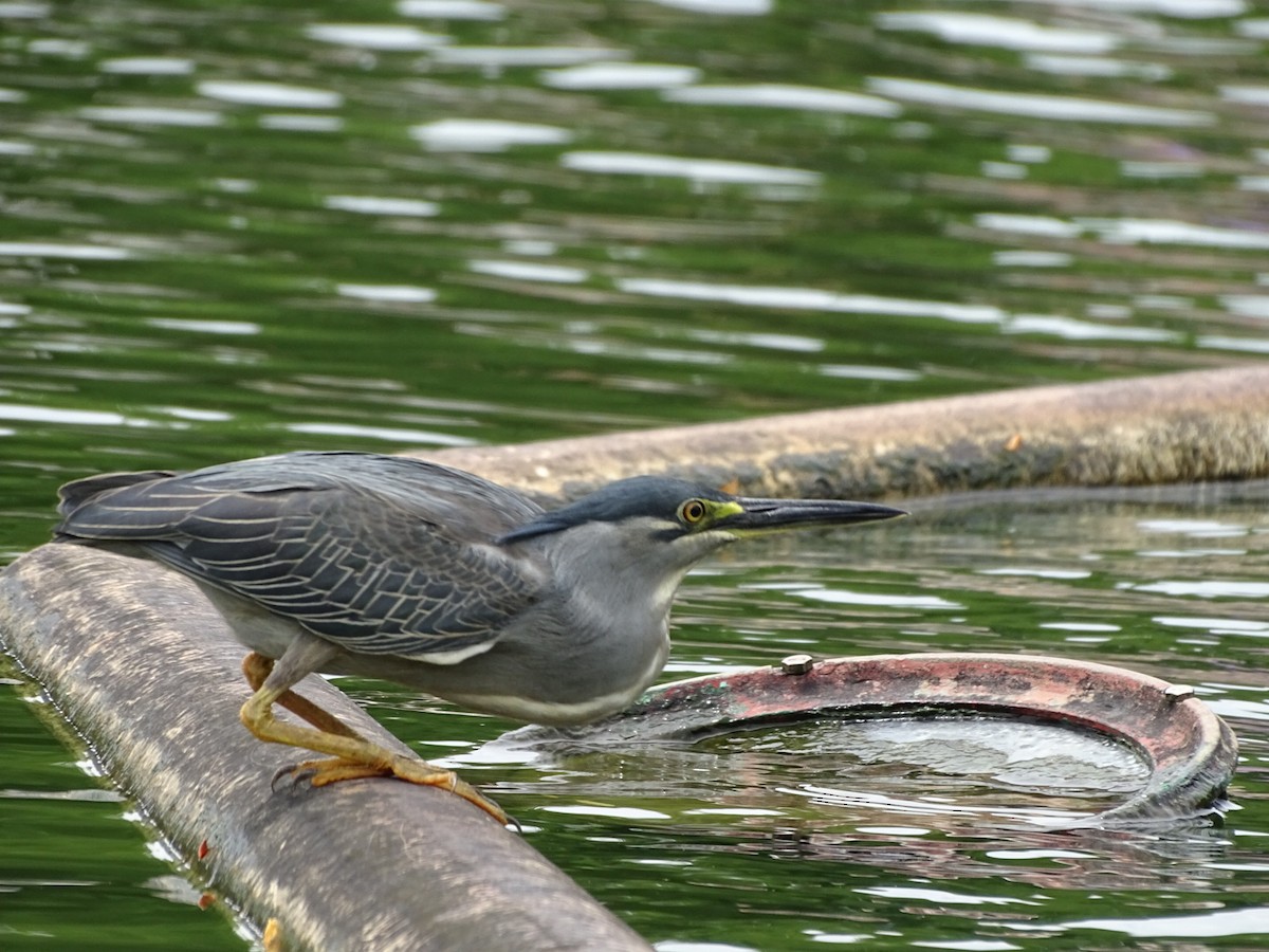 Striated Heron - ML622600417