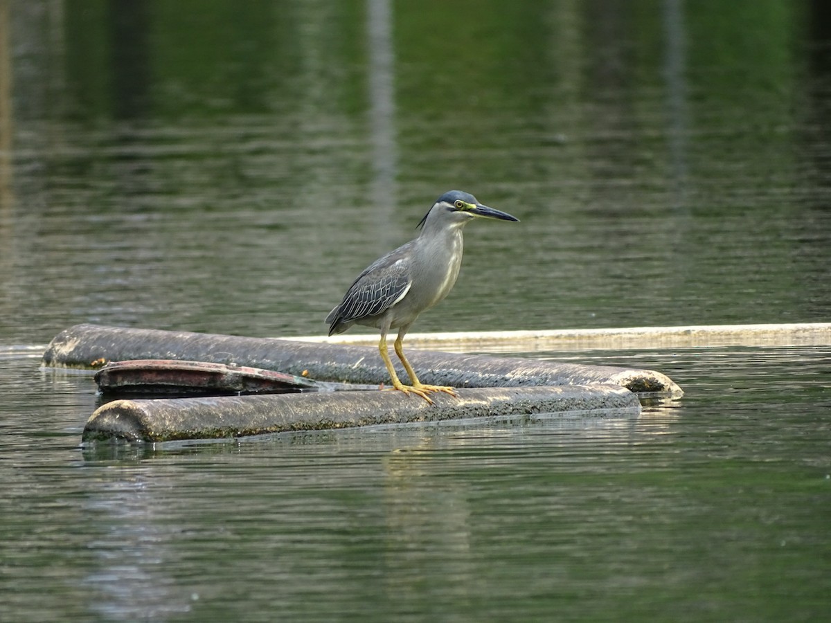 Striated Heron - ML622600418