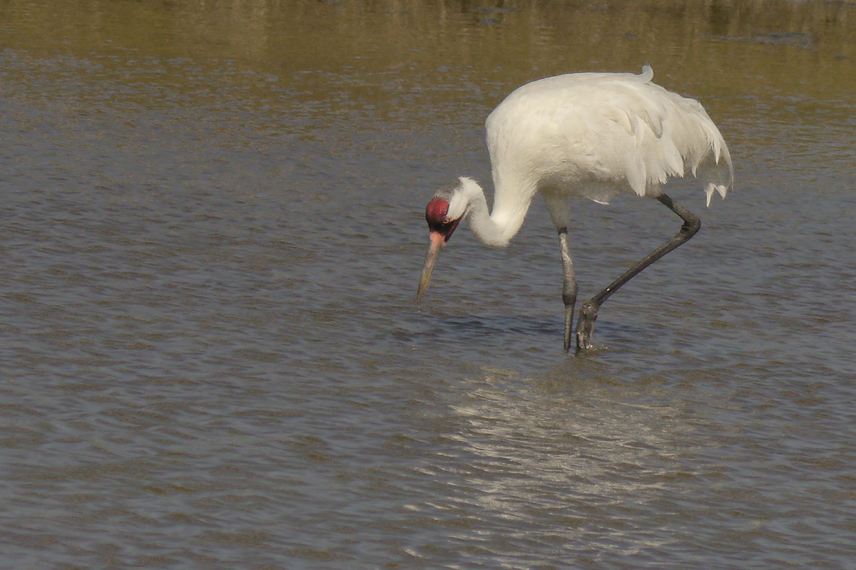 Whooping Crane - ML622600420